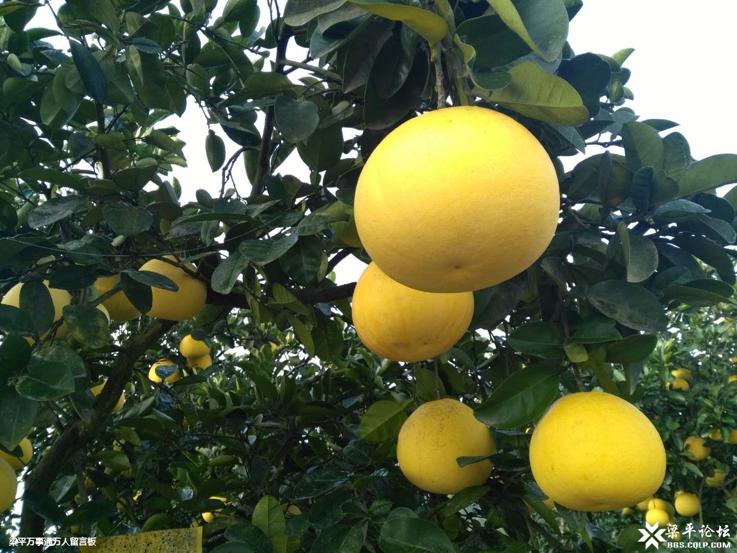 三亿体育手机版